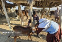 ایزانلو: بیش از ۱۵۰ هزار پایش بیماریهای دامی در شیروان انجام شد ایزانلو: بیش از ۱۵۰ هزار پایش بیماریهای دامی در شیروان انجام شد
