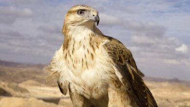 رهاسازی سارگپه درمان شده در دره هایقر فیروزآباد رهاسازی سارگپه درمان شده در دره هایقر فیروزآباد